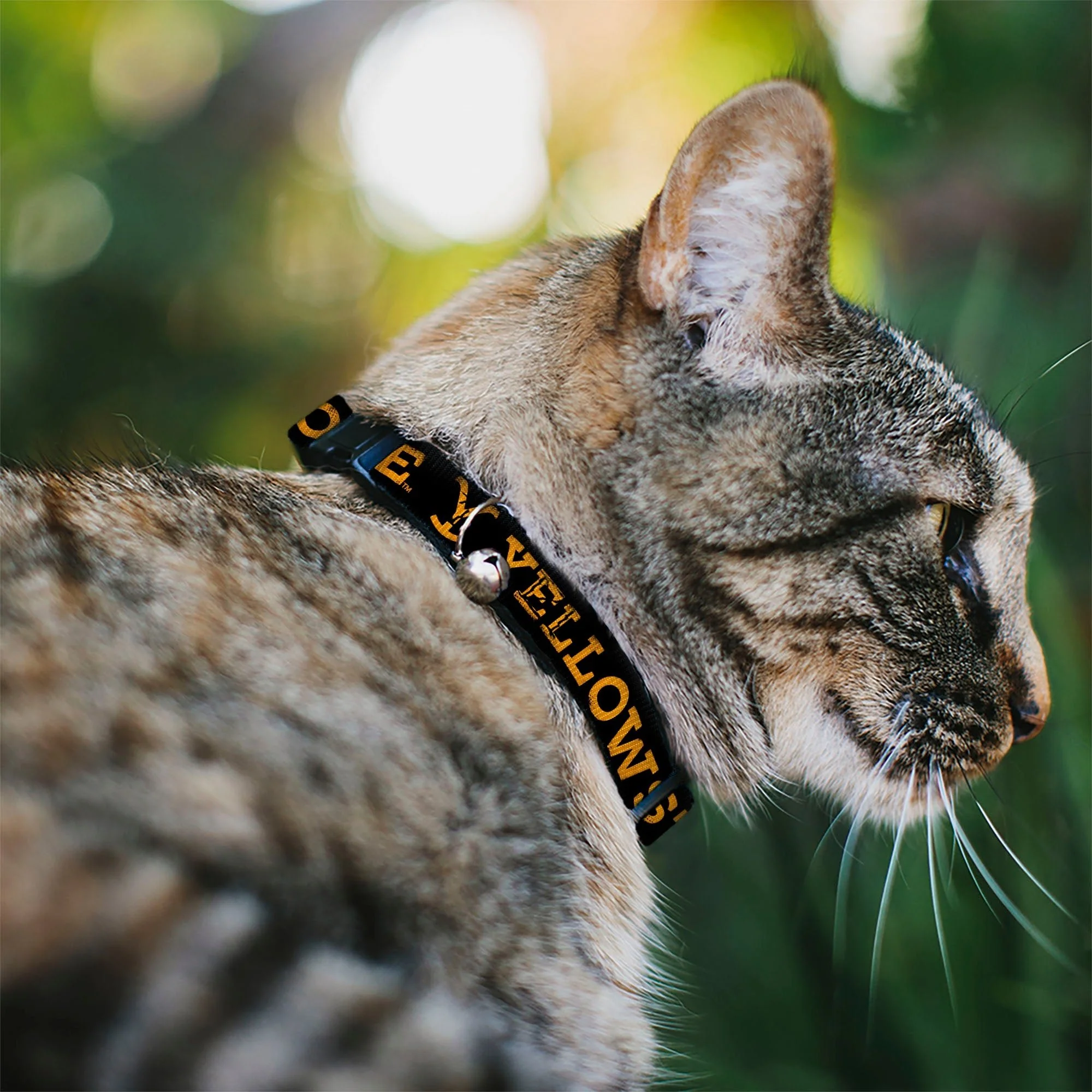 Yellowstone Weathered Text and Y Logo Breakaway Cat Collar - Image 2
