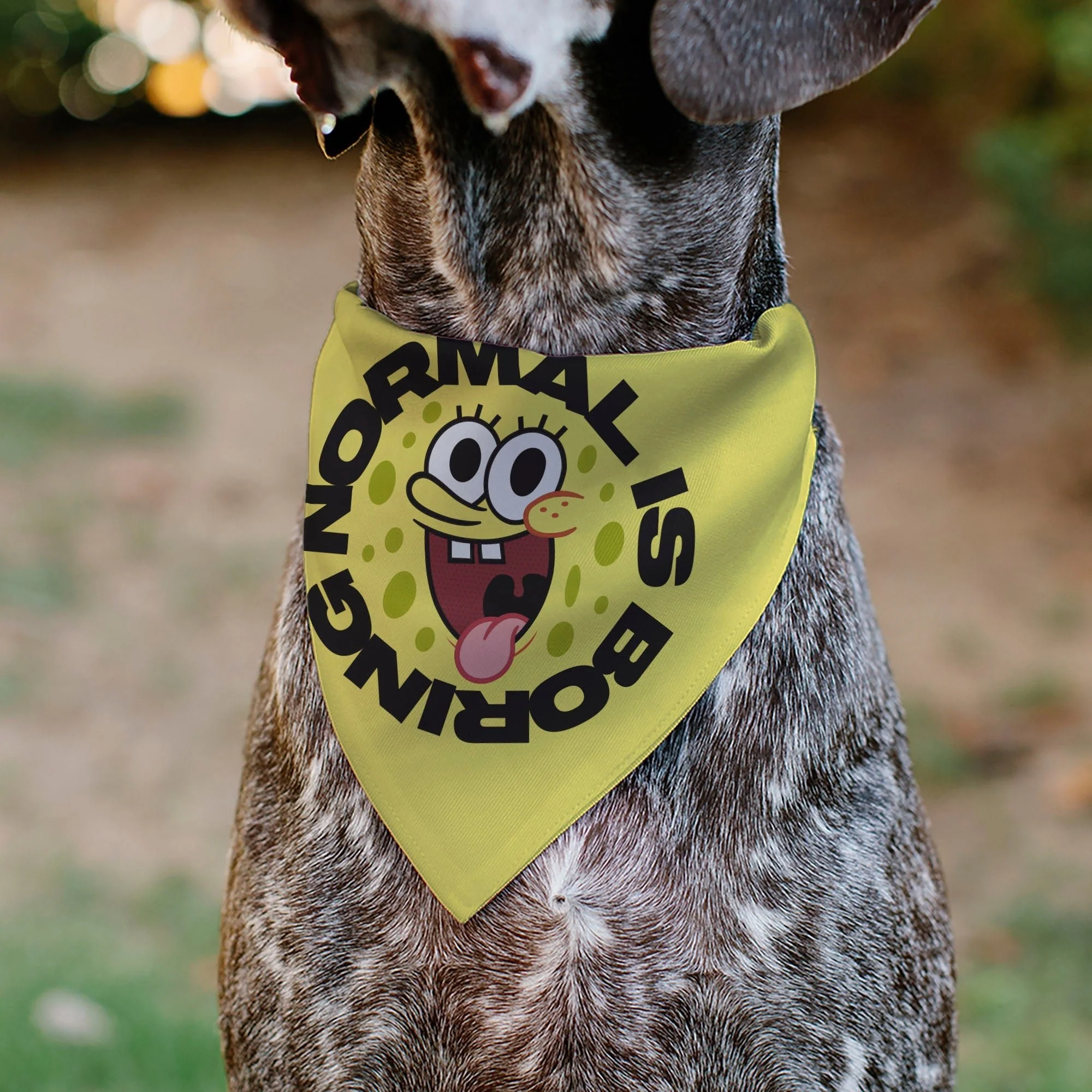 SpongeBob SquarePants Pet Bandana NORMAL IS BORING Pose Over-the-Collar Yellow. - Image 4
