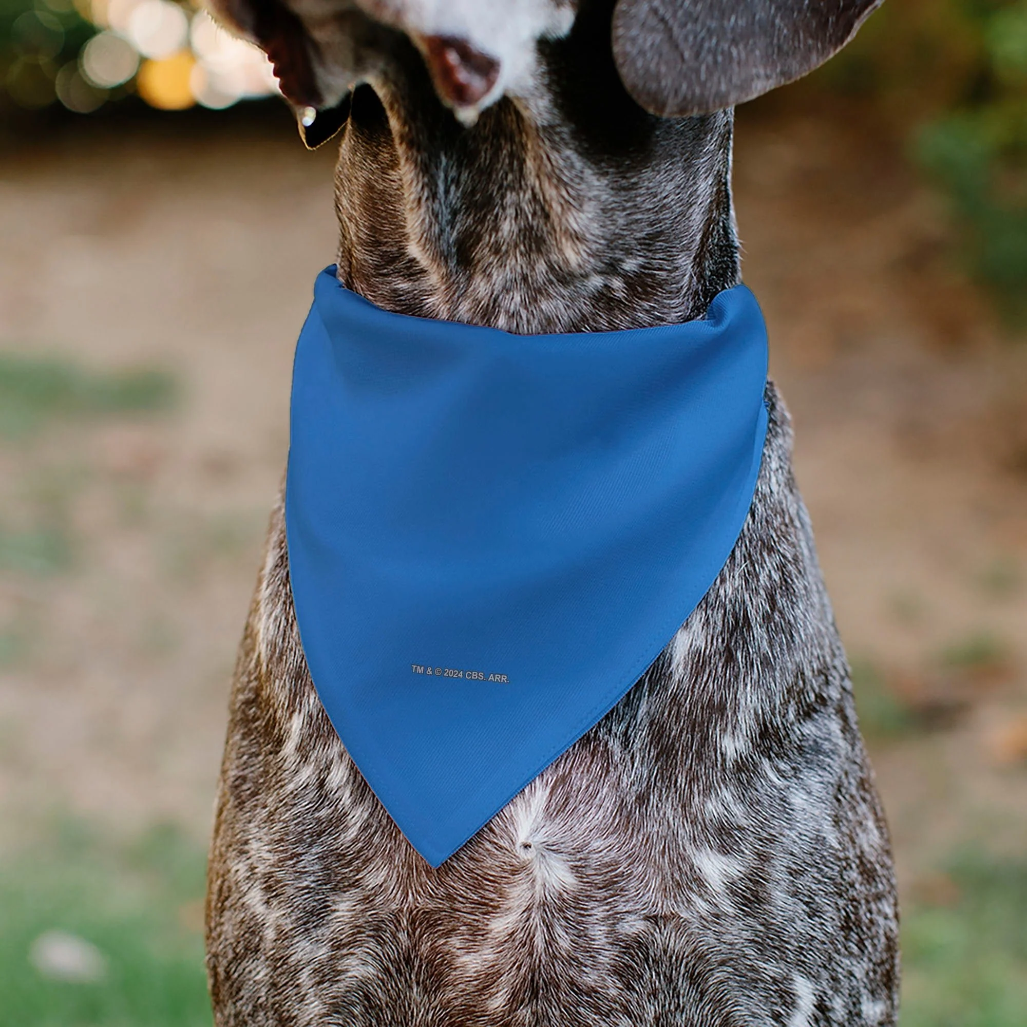 Star Trek TOS Blue Starfleet Uniform Over-Collar Pet Bandana - Image 5