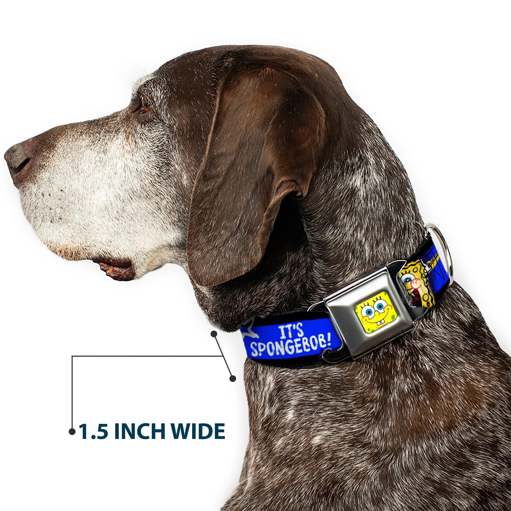 SpongeBob SquarePants Dog Collar Face Close-Up Seatbelt Buckle Black/Blue/White Stripe - Image 7