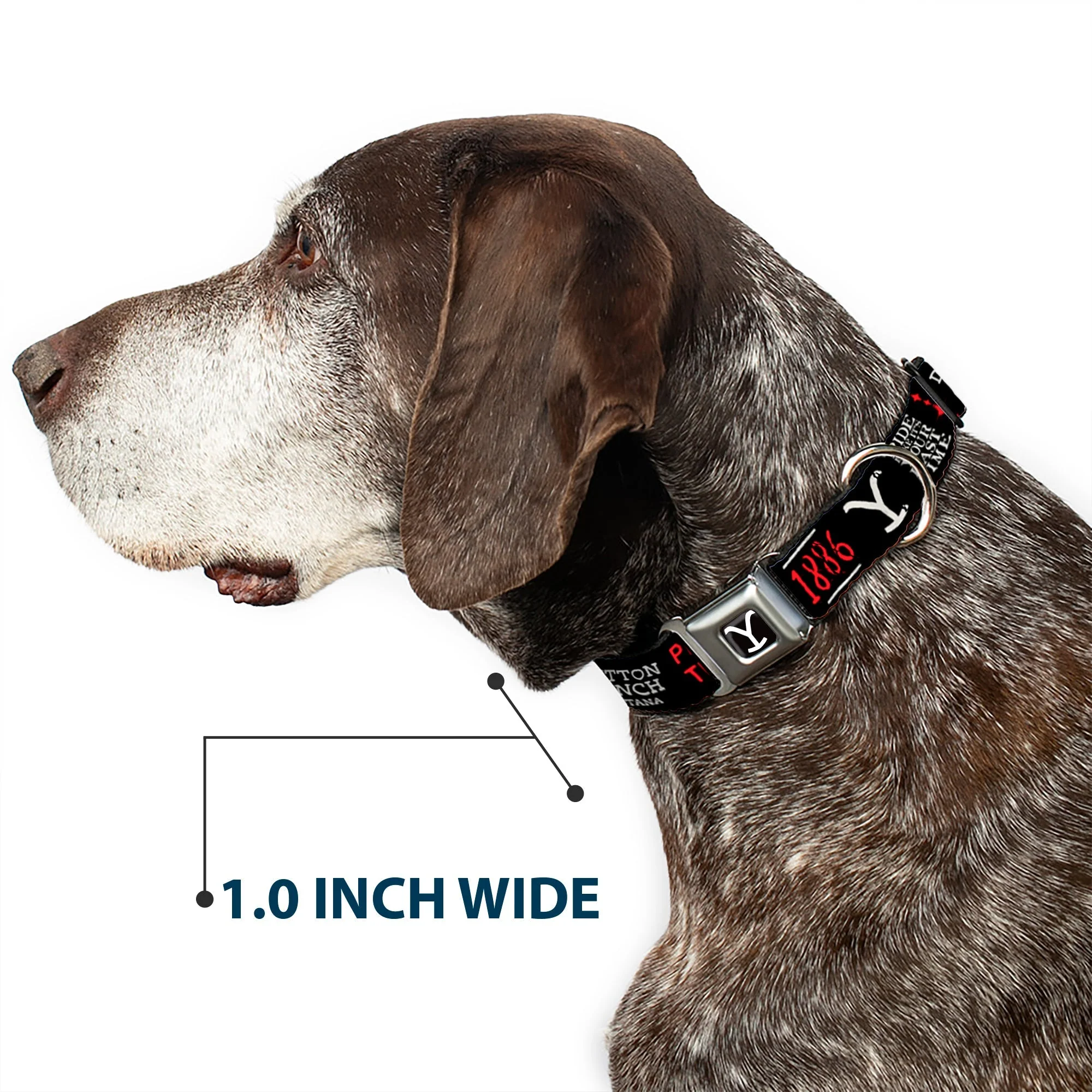 Yellowstone Y Logo Black and White Seatbelt Buckle Dog Collar - Image 6