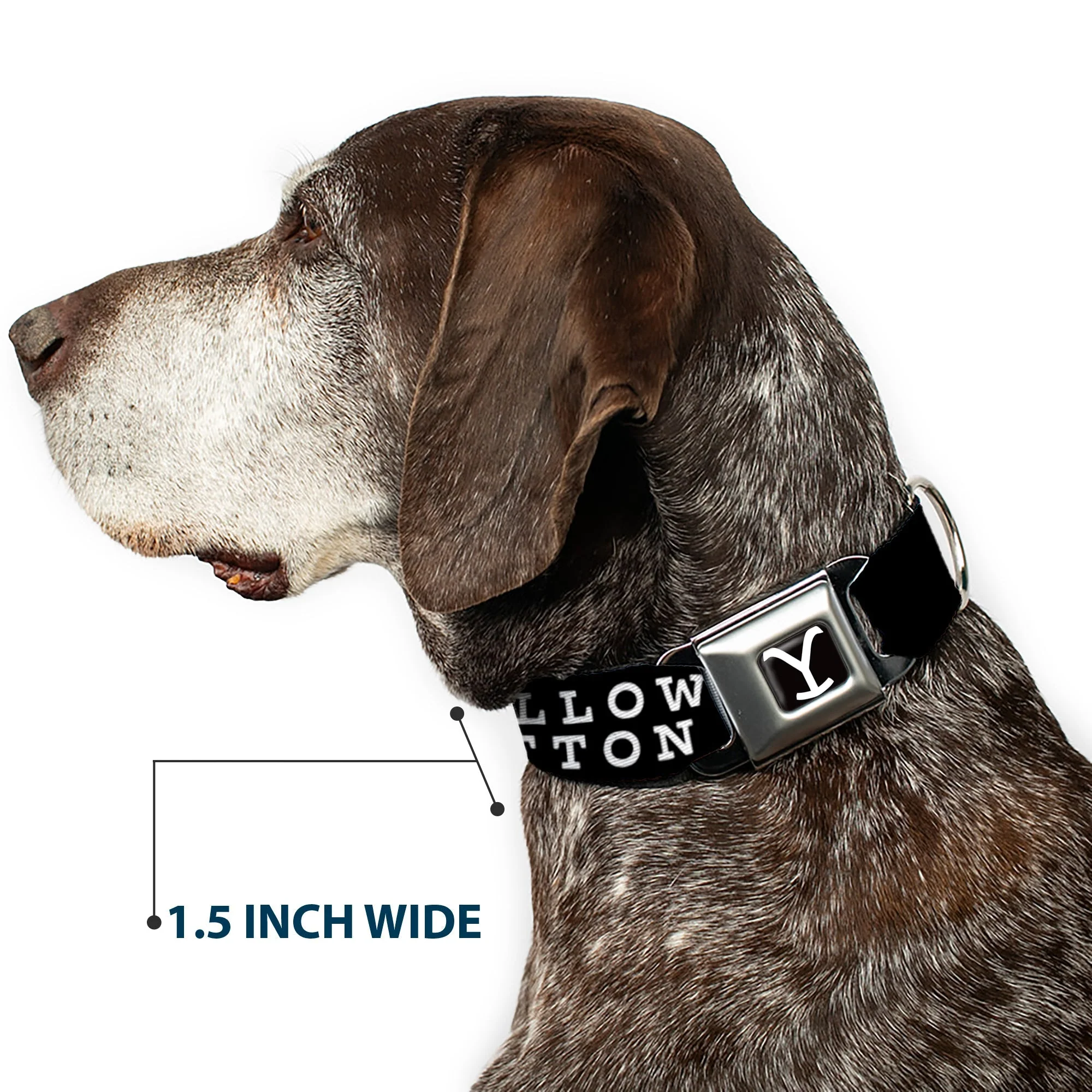 Yellowstone Dutton Ranch Y Logo Seatbelt Buckle Dog Collar - Image 7