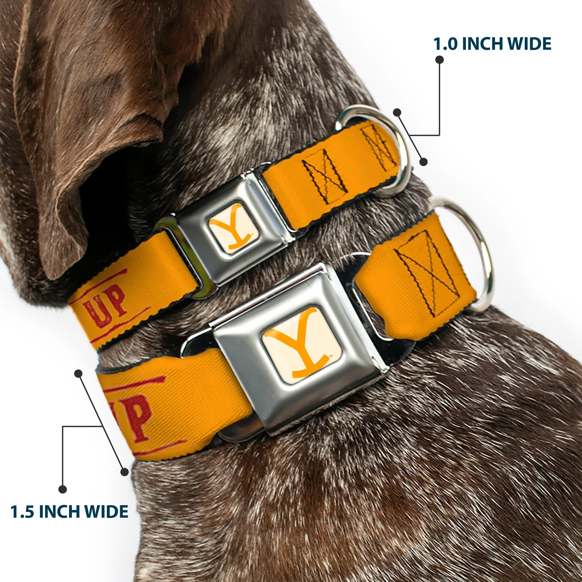 Yellowstone Y Logo Weathered Seatbelt Buckle Dog Collar - Image 2