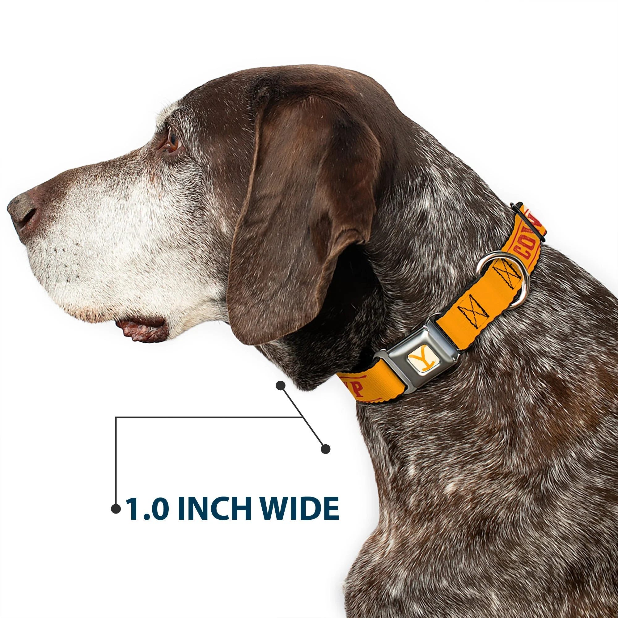 Yellowstone Y Logo Weathered Seatbelt Buckle Dog Collar - Image 6