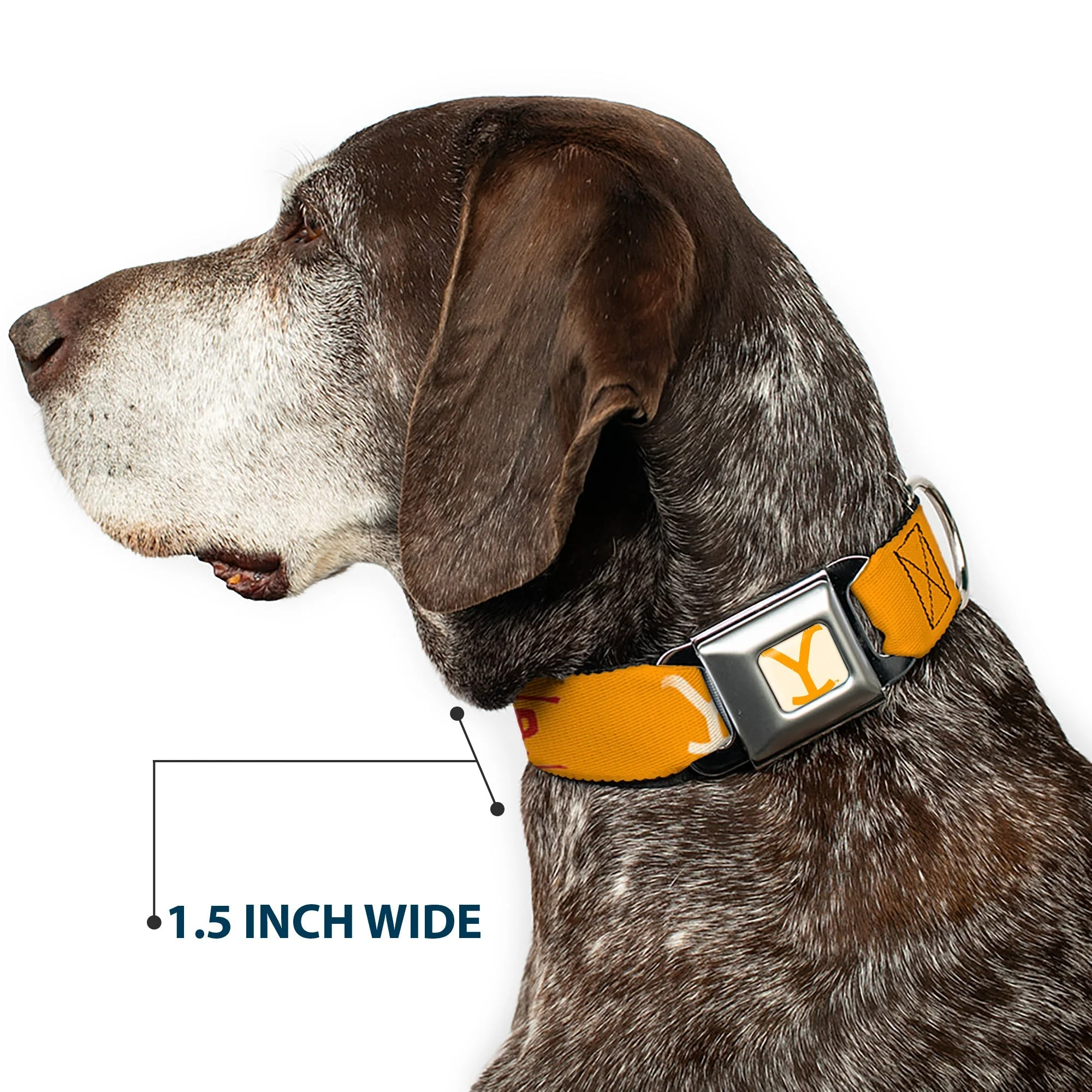 Yellowstone Y Logo Weathered Seatbelt Buckle Dog Collar - Image 7